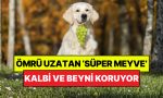 uzman-diyetisyenler-acikladi-kalp-ve-beyin-sihhati-icin-en-yararli-super-meyve-muhakkak-oldu-zjOw5RMU.jpg