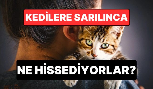 uzmanlar-acikladi-kediler-sarilmayi-ve-opulmeyi-nasil-algiliyor-jmHEUTmn.jpg