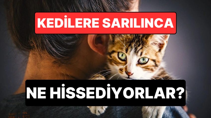 Uzmanlar Açıkladı: Kediler Sarılmayı ve Öpülmeyi Nasıl Algılıyor?