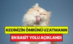 uzmanlar-acikladi-kedilerin-omrunu-uzatmanin-en-kolay-yolu-asik-r-oldu-L62PVtEN.jpg