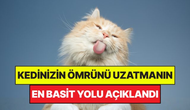 uzmanlar-acikladi-kedilerin-omrunu-uzatmanin-en-kolay-yolu-asik-r-oldu-L62PVtEN.jpg