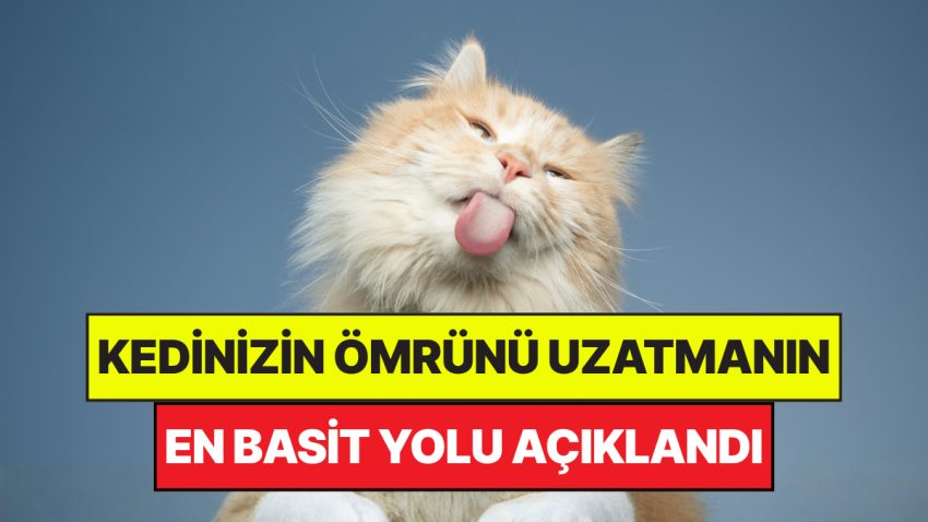 Uzmanlar Açıkladı: Kedilerin Ömrünü Uzatmanın En Kolay Yolu Aşikâr Oldu
