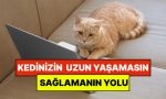 uzmanlar-acikladi-kedinizin-daha-uzun-yasamasinin-kolay-bir-yolu-var-cjq9JVGR.jpg