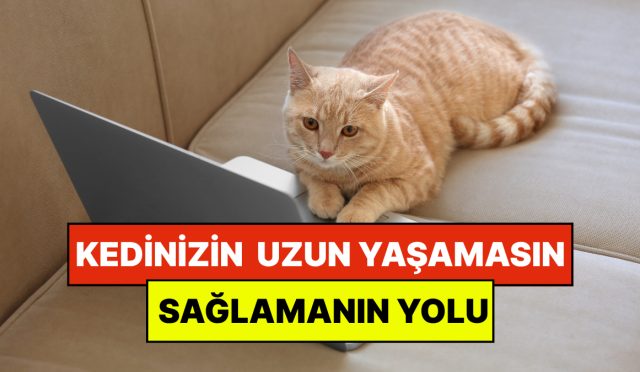 uzmanlar-acikladi-kedinizin-daha-uzun-yasamasinin-kolay-bir-yolu-var-cjq9JVGR.jpg