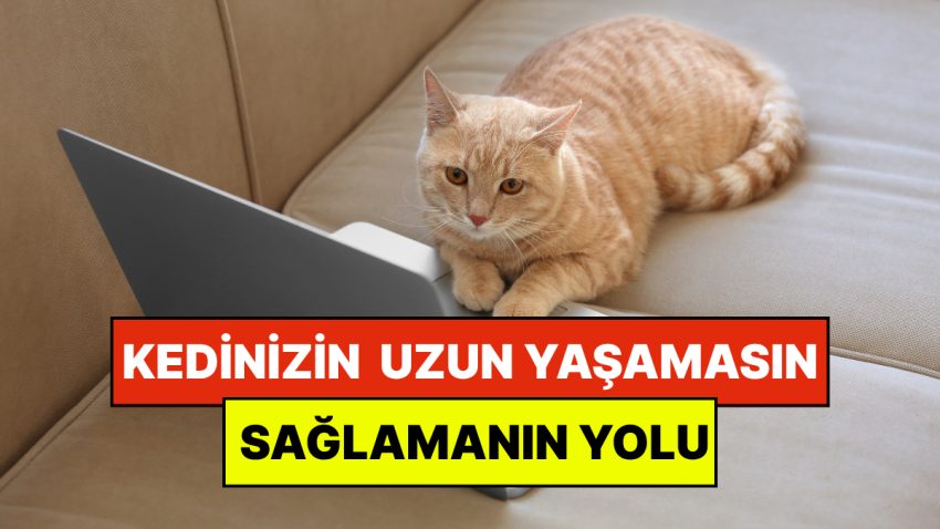 Uzmanlar Açıkladı: Kedinizin Daha Uzun Yaşamasının Kolay Bir Yolu Var