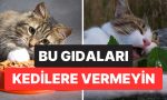 uzmanlardan-kedi-sahiplerine-ikaz-bu-5-gidayi-kedinize-vermeyin-YKz28Vfn.jpg