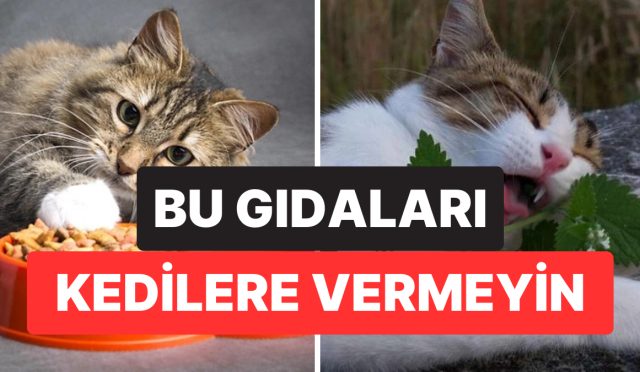 uzmanlardan-kedi-sahiplerine-ikaz-bu-5-gidayi-kedinize-vermeyin-YKz28Vfn.jpg