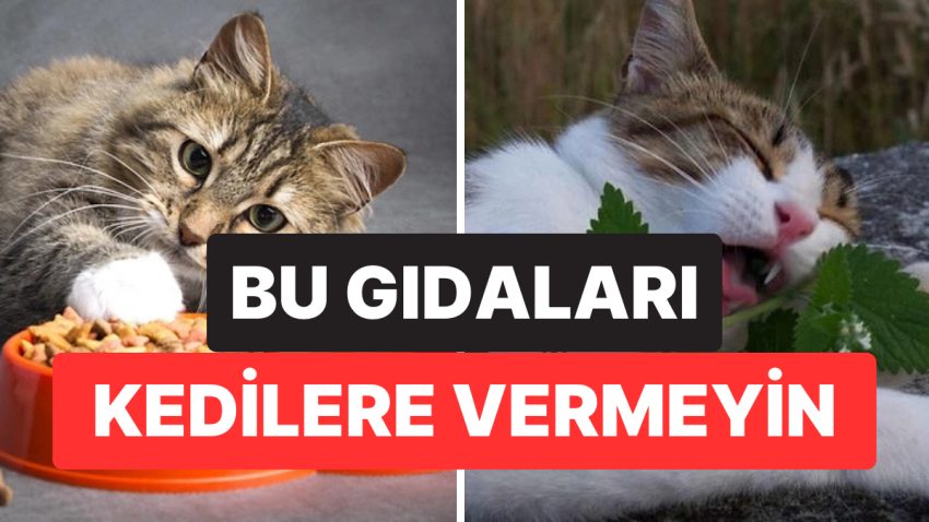 Uzmanlardan Kedi Sahiplerine İkaz: Bu 5 Gıdayı Kedinize Vermeyin