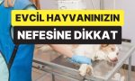 veteriner-uyardi-evcil-hayvaninizin-nefesindeki-bu-degisim-onemli-hastaligin-isareti-olabilir-2eNzuZaK.jpg