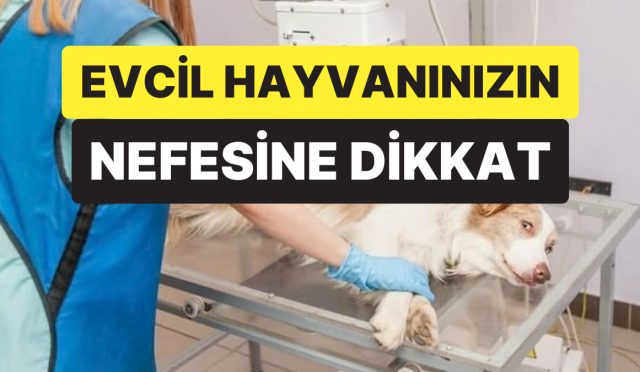 veteriner-uyardi-evcil-hayvaninizin-nefesindeki-bu-degisim-onemli-hastaligin-isareti-olabilir-2eNzuZaK.jpg