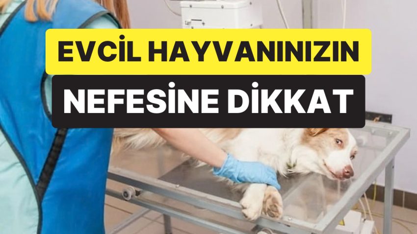 Veteriner Uyardı: Evcil Hayvanınızın Nefesindeki Bu Değişim Önemli Hastalığın İşareti Olabilir
