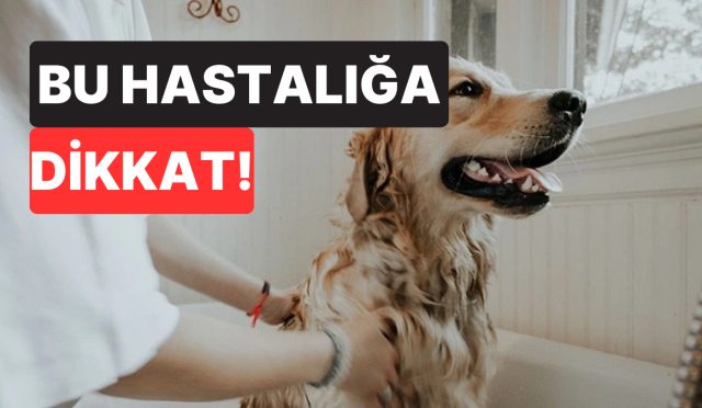 veterinerden-kopek-sahiplerine-kritik-ihtar-bu-belirti-hayat-kurtarabilir-PS2CShzT.jpg