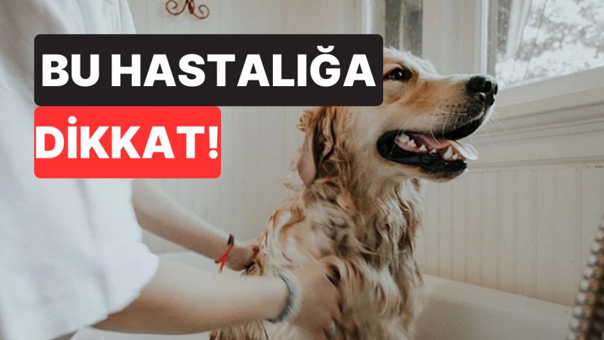 Veterinerden Köpek Sahiplerine Kritik İhtar: Bu Belirti Hayat Kurtarabilir