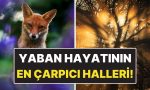 yaban-hayatini-en-carpici-haliyle-gosteren-15-odullu-kare-M7UsFibx.jpg