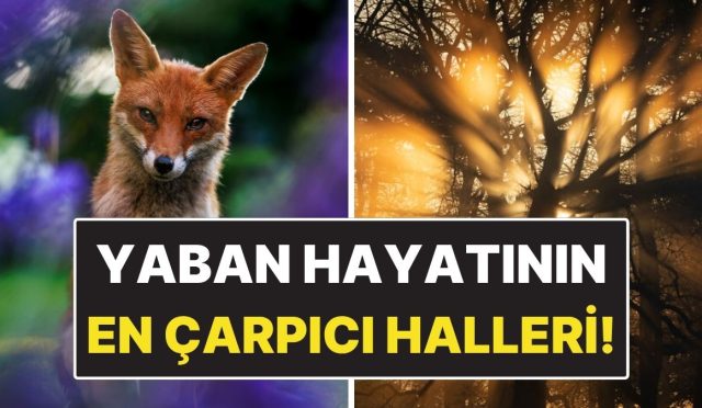 yaban-hayatini-en-carpici-haliyle-gosteren-15-odullu-kare-M7UsFibx.jpg