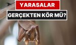 yarasalarin-kor-olduguna-inananlar-bu-gercege-sasiracak-4dsOBGyk.jpg