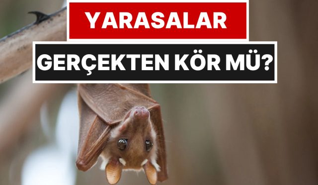 yarasalarin-kor-olduguna-inananlar-bu-gercege-sasiracak-4dsOBGyk.jpg