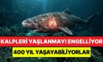 yaslanmayi-onlemenin-yolu-kopek-baliklarinda-bulundu-400-yila-kadar-yasayabiliyorlar-f5C5qVje.jpg