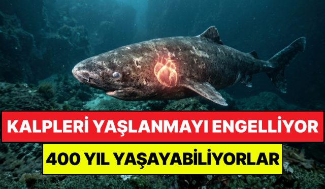 yaslanmayi-onlemenin-yolu-kopek-baliklarinda-bulundu-400-yila-kadar-yasayabiliyorlar-f5C5qVje.jpg