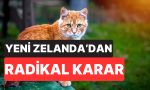 yeni-zelandadan-radikal-karar-yirtici-kediler-2050ye-kadar-busbutun-yok-edilecek-7EbB2iGG.jpg