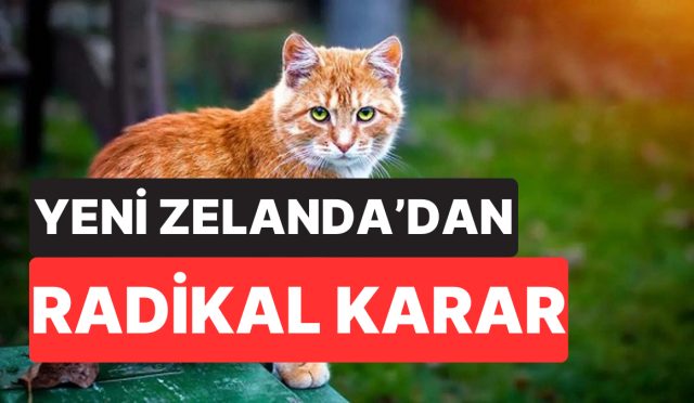 yeni-zelandadan-radikal-karar-yirtici-kediler-2050ye-kadar-busbutun-yok-edilecek-7EbB2iGG.jpg