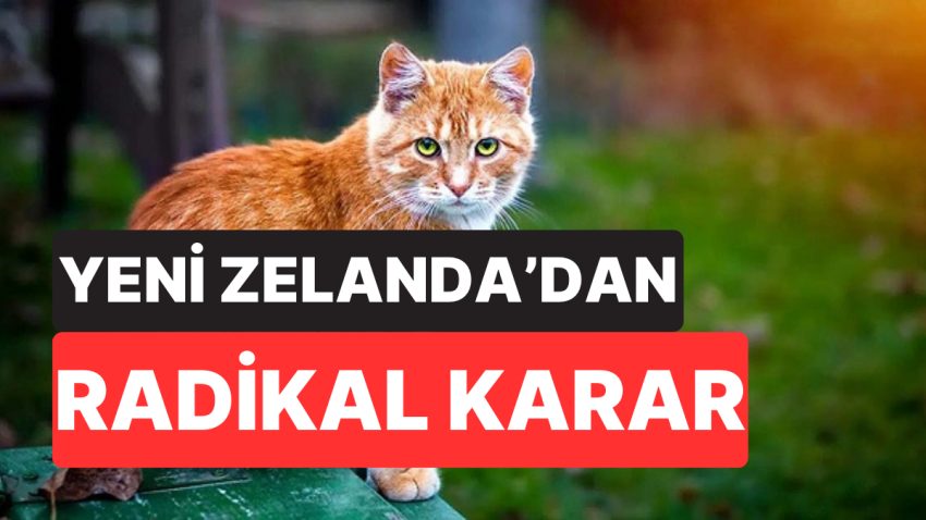 Yeni Zelanda’dan Radikal Karar: Yırtıcı Kediler 2050’ye Kadar Büsbütün Yok Edilecek