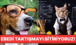 yillarin-tartismasina-son-noktayi-koyuyoruz-kediler-mi-kopekler-mi-daha-zeki-btlxu9i9.jpg