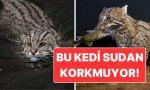 yuzuyor-avlaniyor-yasiyor-sudan-korkmayan-balikci-kedi-ile-tanisin-qyJPm7qc.jpg