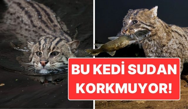 yuzuyor-avlaniyor-yasiyor-sudan-korkmayan-balikci-kedi-ile-tanisin-qyJPm7qc.jpg