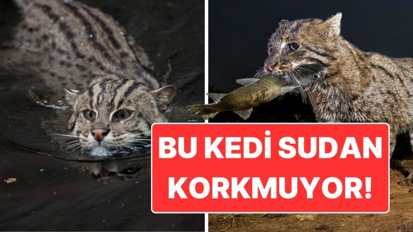 Yüzüyor, Avlanıyor, Yaşıyor! Sudan Korkmayan Balıkçı Kedi ile Tanışın