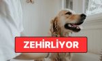 zehirliyor-evcil-hayvaninizi-tehlikeye-atan-eser-aciklandi-9OjbHWav.jpg