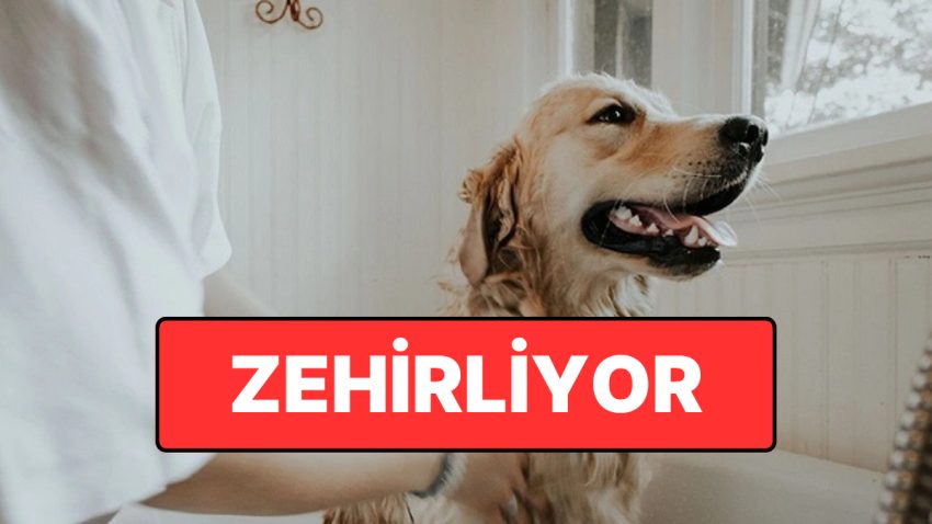 Zehirliyor: Evcil Hayvanınızı Tehlikeye Atan Eser Açıklandı